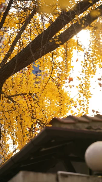 Beautiful City Autumn View Colorful Autumn Leaves Decoration Autumn — Stock Photo, Image