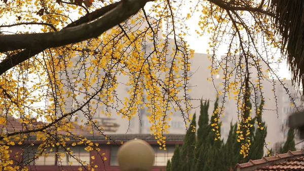 Sonbaharın rengarenk yapraklarıyla sonbahar manzaralı güzel şehir.