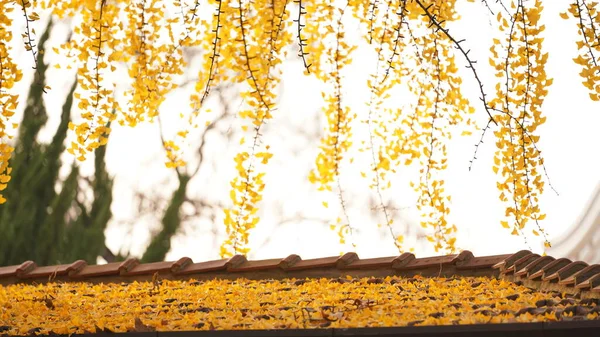 Sonbaharın rengarenk yapraklarıyla sonbahar manzaralı güzel şehir.