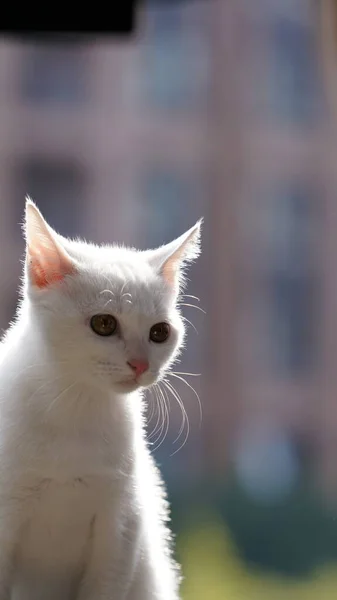 Söt Vit Katt Leker Rummet Med Det Varma Solljuset Eftermiddagen — Stockfoto