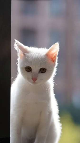 Gato Branco Bonito Brincando Quarto Com Luz Solar Quente Tarde — Fotografia de Stock