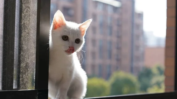 Gato Branco Bonito Brincando Quarto Com Luz Solar Quente Tarde — Fotografia de Stock