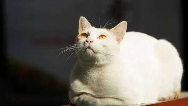Söt Vit Katt Leker Rummet Med Det Varma Solljuset Eftermiddagen — Stockfoto