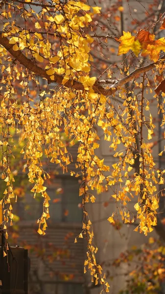 Die Schöne Stadt Herbst Ansicht Mit Den Gelben Herbstblättern Auf — Stockfoto