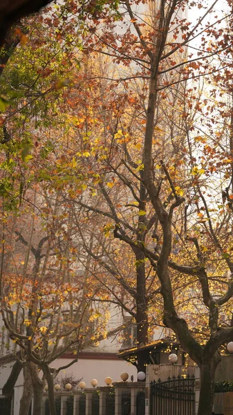 Die Schöne Stadt Herbst Ansicht Mit Den Gelben Herbstblättern Auf — Stockfoto