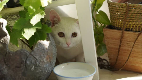 Satu Kucing Putih Lucu Melihat Sesuatu Dalam Ruangan — Stok Foto