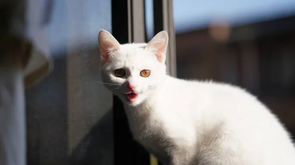 Lindo Gato Blanco Mirando Algo Habitación —  Fotos de Stock