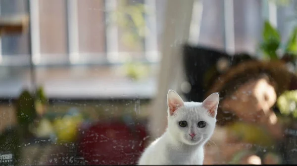 Eine Süße Weiße Katze Schaut Sich Etwas Zimmer — Stockfoto
