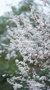 Parkta baharda açan güzel çiçekler.