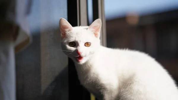 Lindo Gato Blanco Mirando Algo Habitación — Foto de Stock