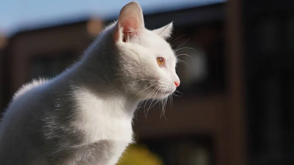 Lindo Gato Blanco Mirando Algo Habitación — Foto de Stock