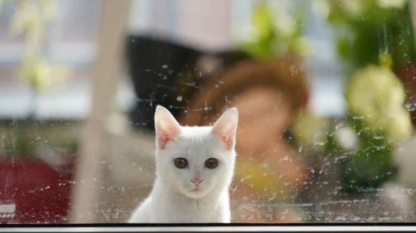 Gato Branco Bonito Olhando Para Algo Quarto — Fotografia de Stock