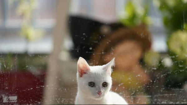Один Милий Білий Кіт Дивиться Щось Кімнаті — стокове фото
