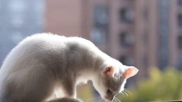 귀여운 고양이 마리가 안에서 무언가를보고 있습니다 — 스톡 사진