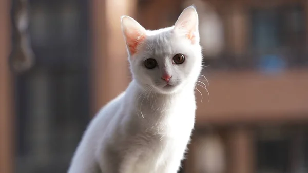 Een Schattige Witte Kat Kijkt Naar Iets Kamer — Stockfoto