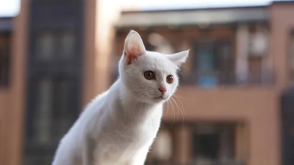 Gato Branco Bonito Olhando Para Algo Quarto — Fotografia de Stock