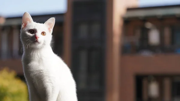 Lindo Gato Blanco Mirando Algo Habitación —  Fotos de Stock