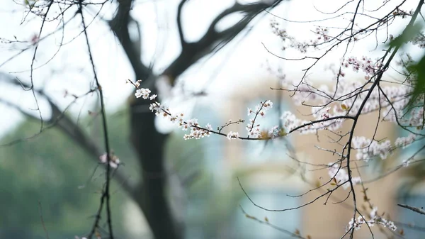 Les Belles Fleurs Fleurissent Dans Parc Printemps — Photo