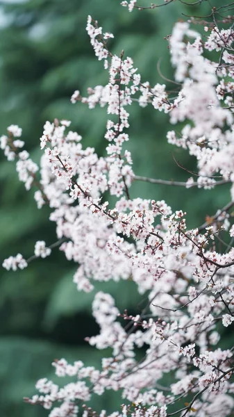 Flores Bonitas Que Florescem Parque Primavera — Fotografia de Stock