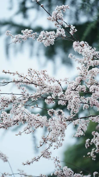 春に公園に咲く美しい花々 — ストック写真