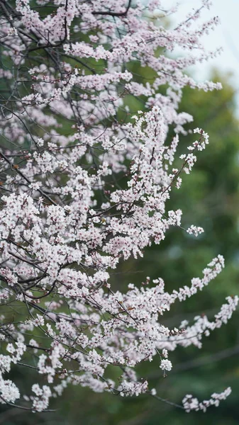 Die Schönen Blüten Die Frühling Park Blühen — Stockfoto