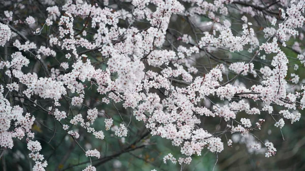 Les Belles Fleurs Fleurissent Dans Parc Printemps — Photo