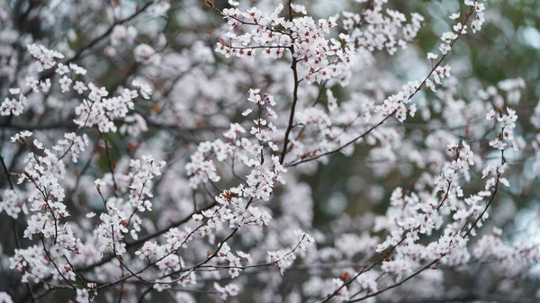 Весной Парке Цветут Прекрасные Цветы — стоковое фото