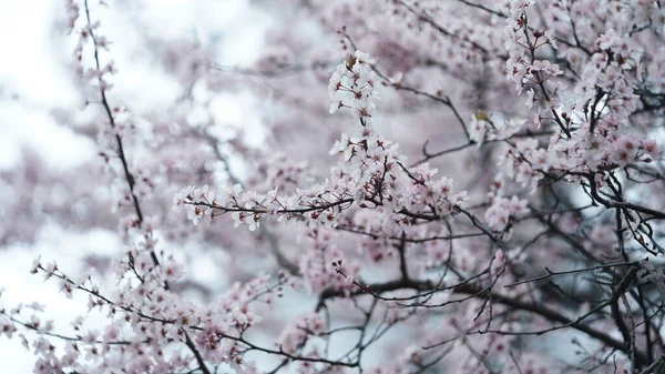 春に公園に咲く美しい花々 — ストック写真