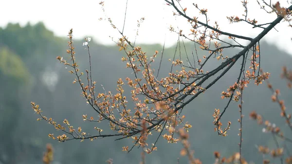 Flores Bonitas Que Florescem Parque Primavera — Fotografia de Stock
