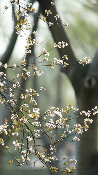 公园里盛开着美丽的花朵 — 图库照片