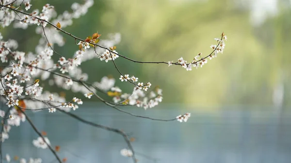 春に公園に咲く美しい花々 — ストック写真