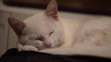 Odada bir şeye bakan sevimli beyaz bir kedi.