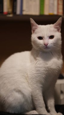 Odada bir şeye bakan sevimli beyaz bir kedi.