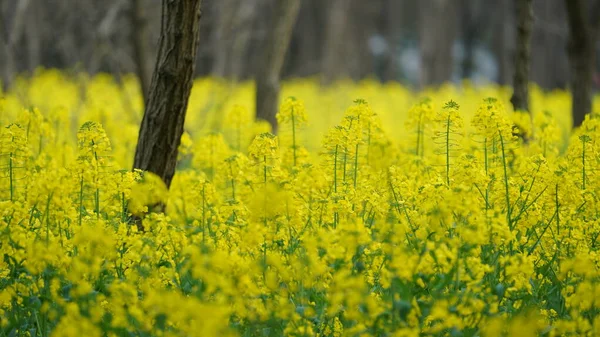 Bellissimi Fiori Fioriscono Nel Parco Primavera — Foto Stock