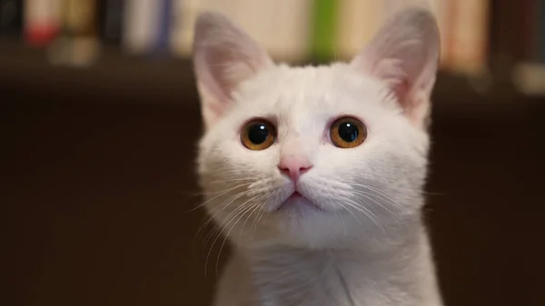 Een Schattige Witte Kat Kijkt Naar Iets Kamer — Stockfoto