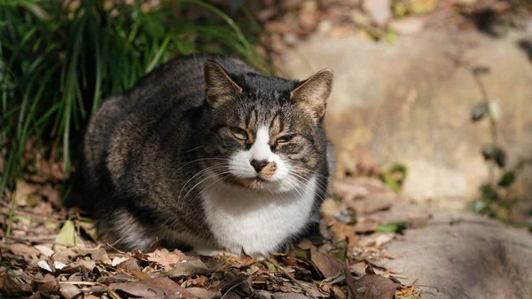 귀여운 줄무늬 고양이가 햇빛을 받으며 정원에 — 스톡 사진