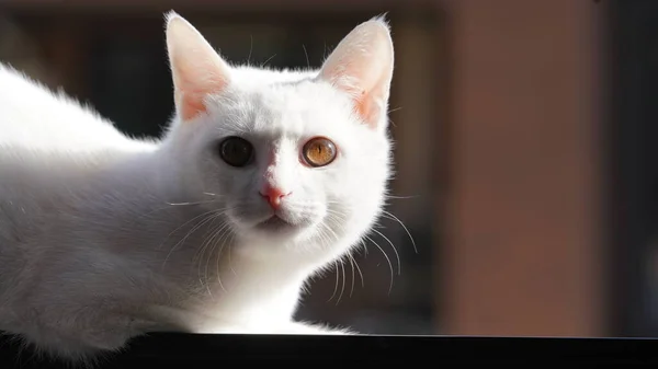 Lindo Gato Blanco Mirando Algo Habitación — Foto de Stock