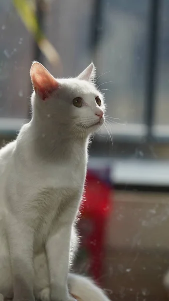 Odada Bir Şeye Bakan Sevimli Beyaz Bir Kedi — Stok fotoğraf