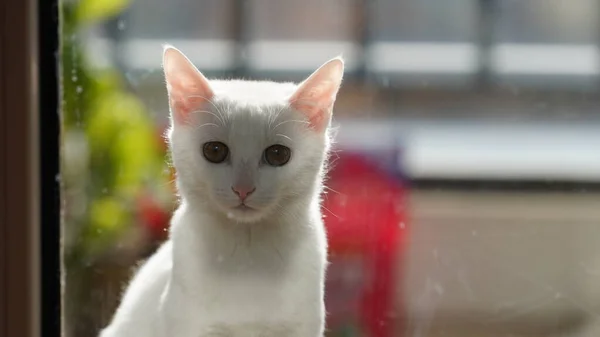 Lindo Gato Blanco Mirando Algo Habitación —  Fotos de Stock