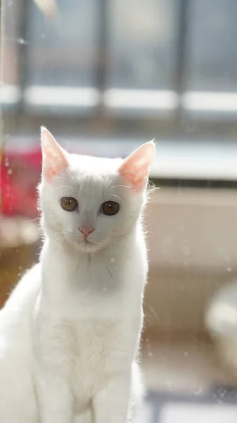 Одна Милая Белая Кошка Смотрит Комнате — стоковое фото