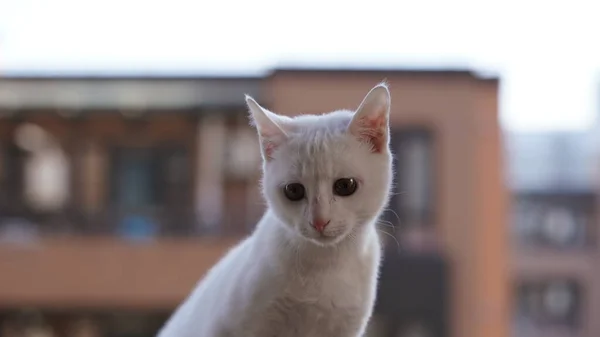 Simpatico Gatto Bianco Che Guarda Qualcosa Nella Stanza — Foto Stock