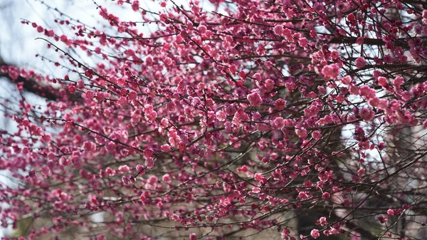 Las Hermosas Flores Que Florecen Parque Primavera —  Fotos de Stock