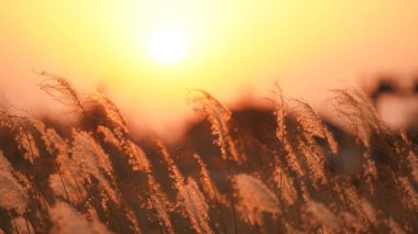 Güzel günbatımı manzarası yumuşak sazlıklar kışın rüzgarda uçuşuyor.