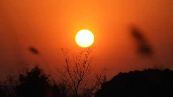 Güzel Günbatımı Manzarası Yumuşak Sazlıklar Kışın Rüzgarda Uçuşuyor — Stok fotoğraf