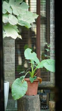 Çin 'in güneyinde klasik isimlendirmeli, ahşap pencereli ve kapılı güzel eski Çin bahçe manzarası.
