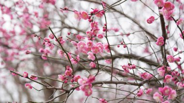 Renkli çiçeklerin açtığı güzel bahar manzarası baharda vahşi tarlada.