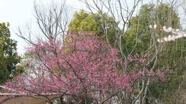 Renkli çiçeklerin açtığı güzel bahar manzarası baharda vahşi tarlada.