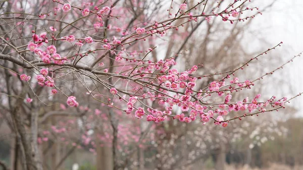 美丽的春景 五彩缤纷的花朵在春天的野地里绽放 — 图库照片