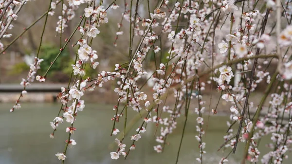 Belle Vue Printanière Avec Les Fleurs Colorées Qui Fleurissent Dans — Photo