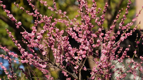 Den Vackra Vårutsikten Med Färgglada Blommor Blommar Det Vilda Fältet — Stockfoto